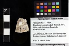 Foto (Objket + Etiketten) von Discutiolira moesica (Muţiu & Bădăluţă, 1971) 